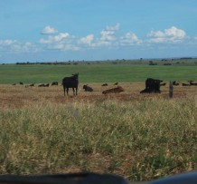 FAZENDA À VENDA EM FIGUEIRÃO / MS